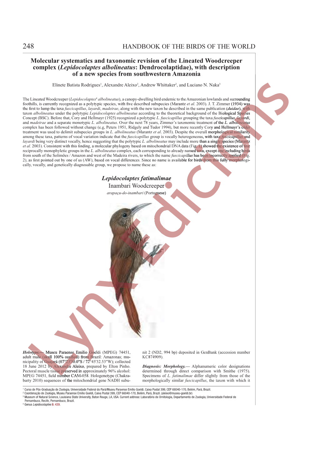 Lepidocolaptes Albolineatus: Dendrocolaptidae), with Description of a New Species from Southwestern Amazonia