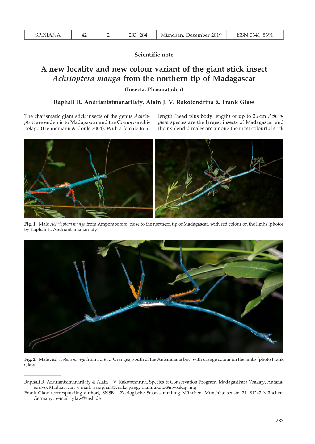A New Locality and New Colour Variant of the Giant Stick Insect Achrioptera Manga from the Northern Tip of Madagascar (Insecta, Phasmatodea)