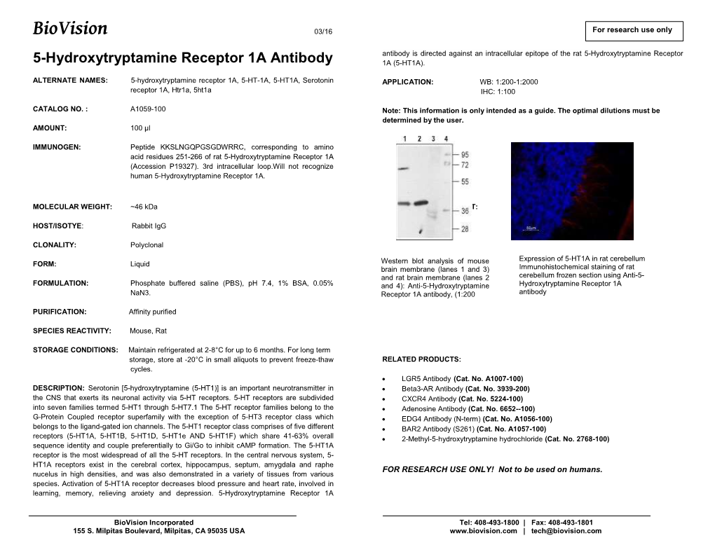 A1059- 5-Hydroxytryptamine Receptor 1A Antibody