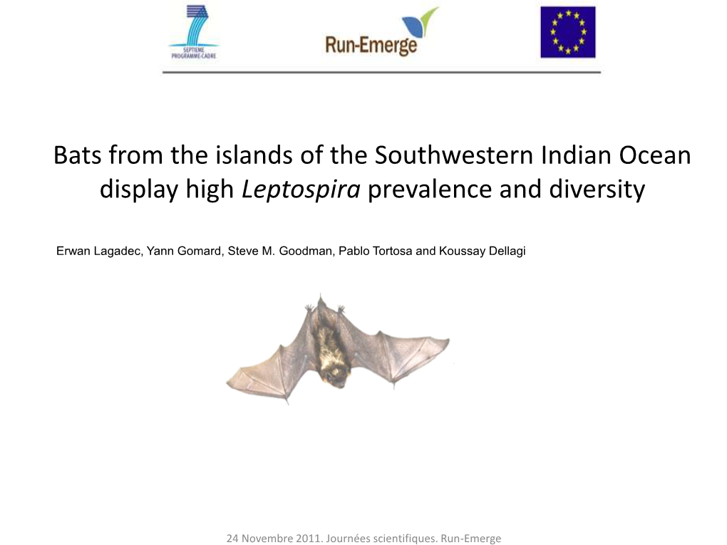 Bats from the Islands of the Southwestern Indian Ocean Display High Leptospira Prevalence and Diversity