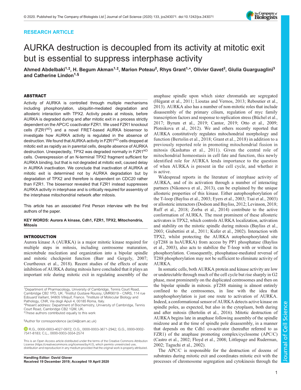 AURKA Destruction Is Decoupled from Its Activity at Mitotic Exit but Is Essential to Suppress Interphase Activity Ahmed Abdelbaki1,‡, H