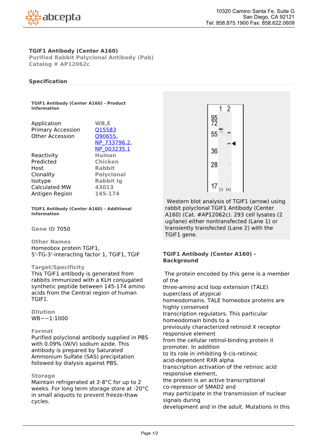 TGIF1 Antibody (Center A160) Purified Rabbit Polyclonal Antibody (Pab) Catalog # Ap12062c