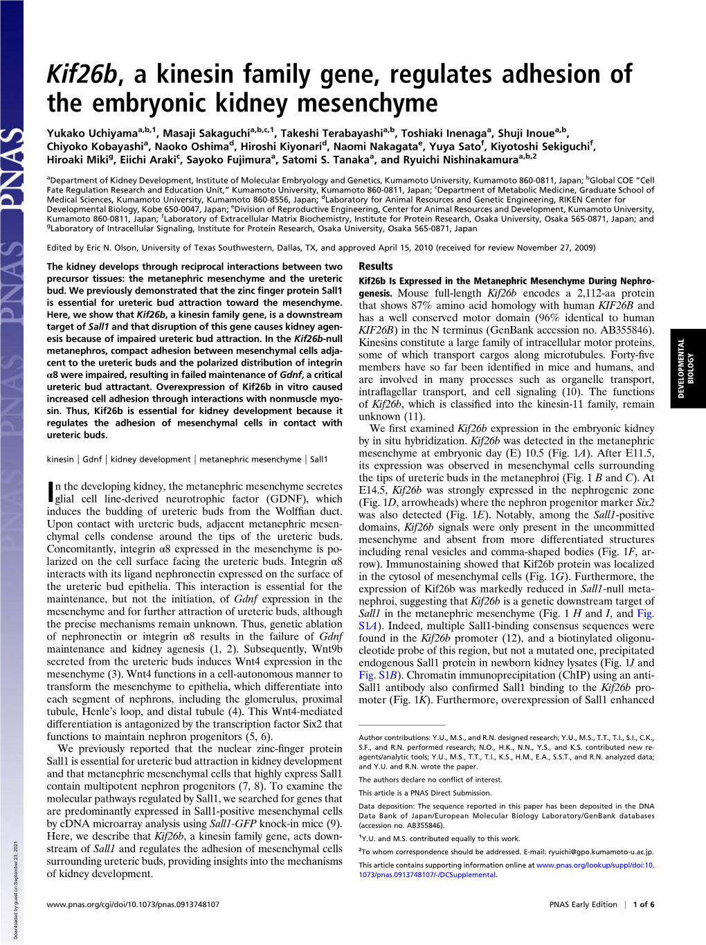 Kif26b, a Kinesin Family Gene, Regulates Adhesion of the Embryonic Kidney Mesenchyme