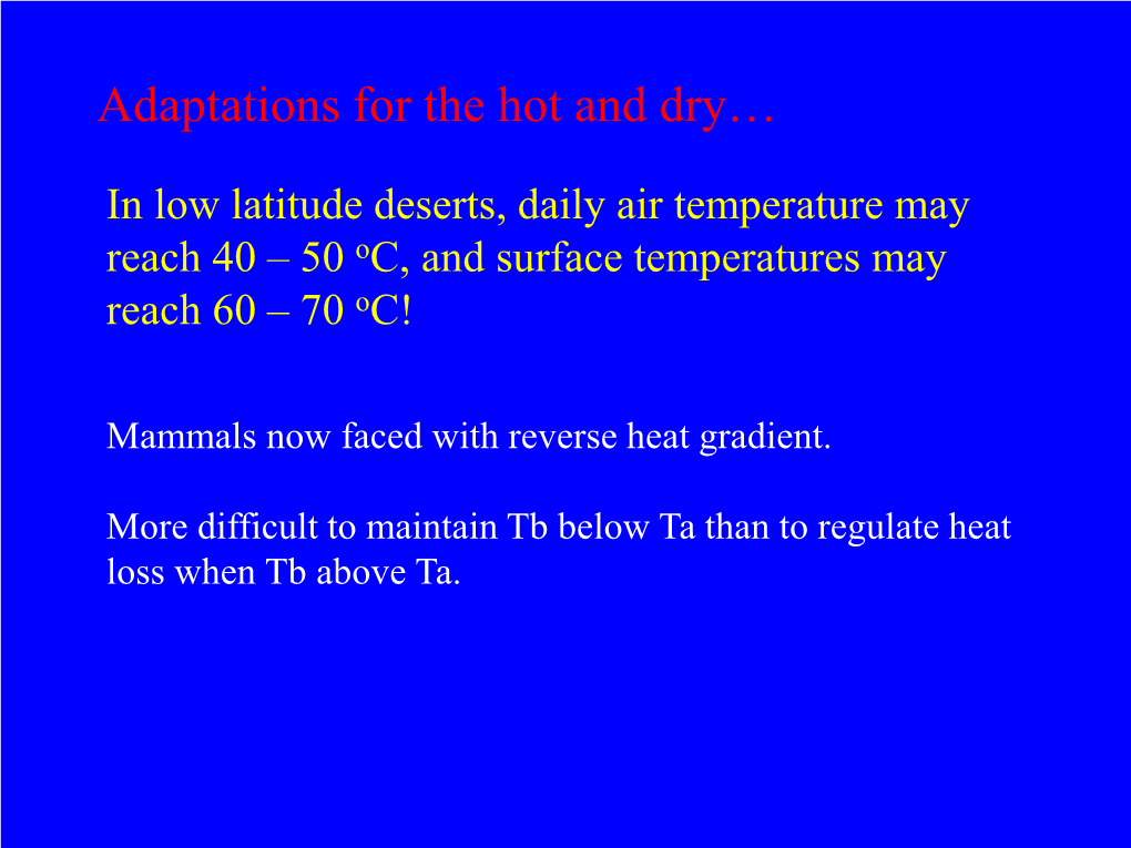 Kangaroo Rats