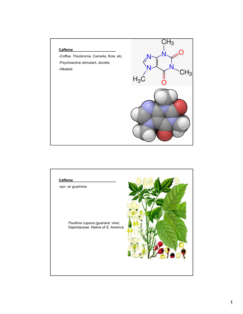 Caffeine -Coffea, Theobroma, Camelia, Kola, Etc. -Psychoactive Stimulant, Diuretic -Alkaloid