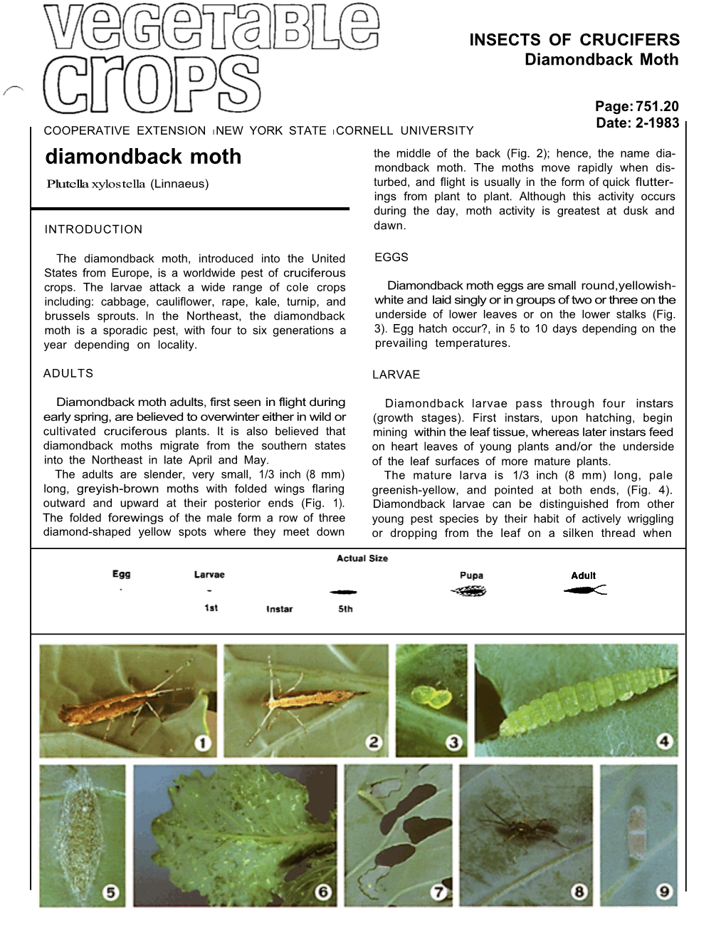 Diamondback Moth