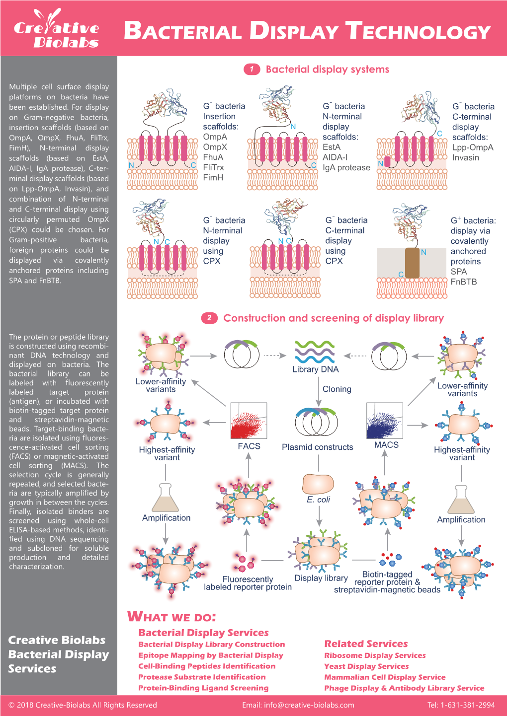 Bacterial Display Technology