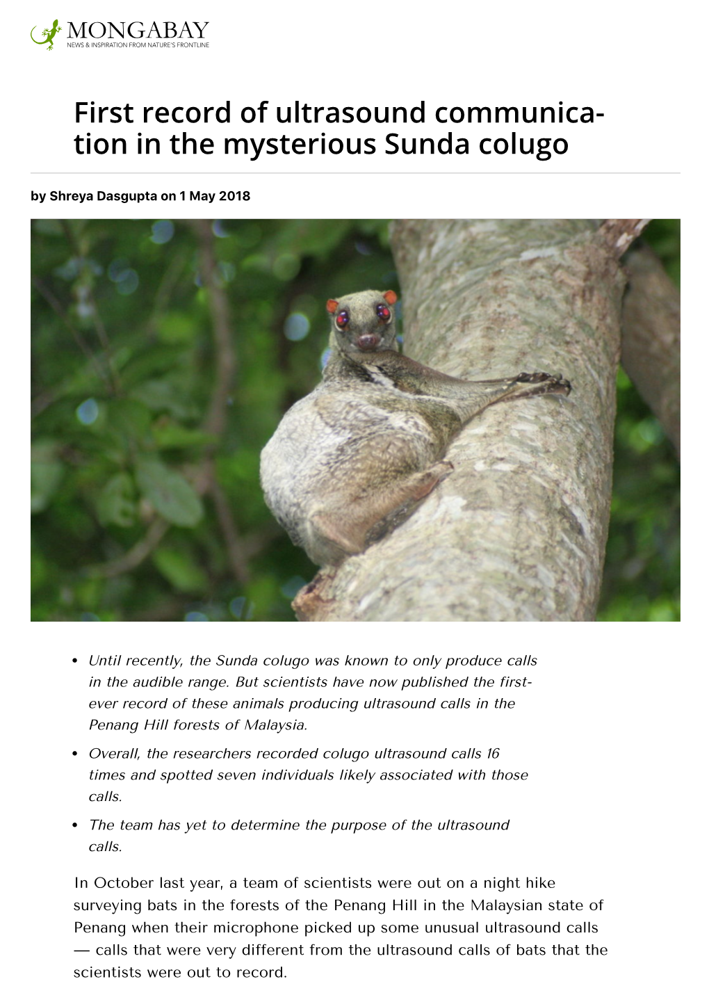 Tion in the Mysterious Sunda Colugo