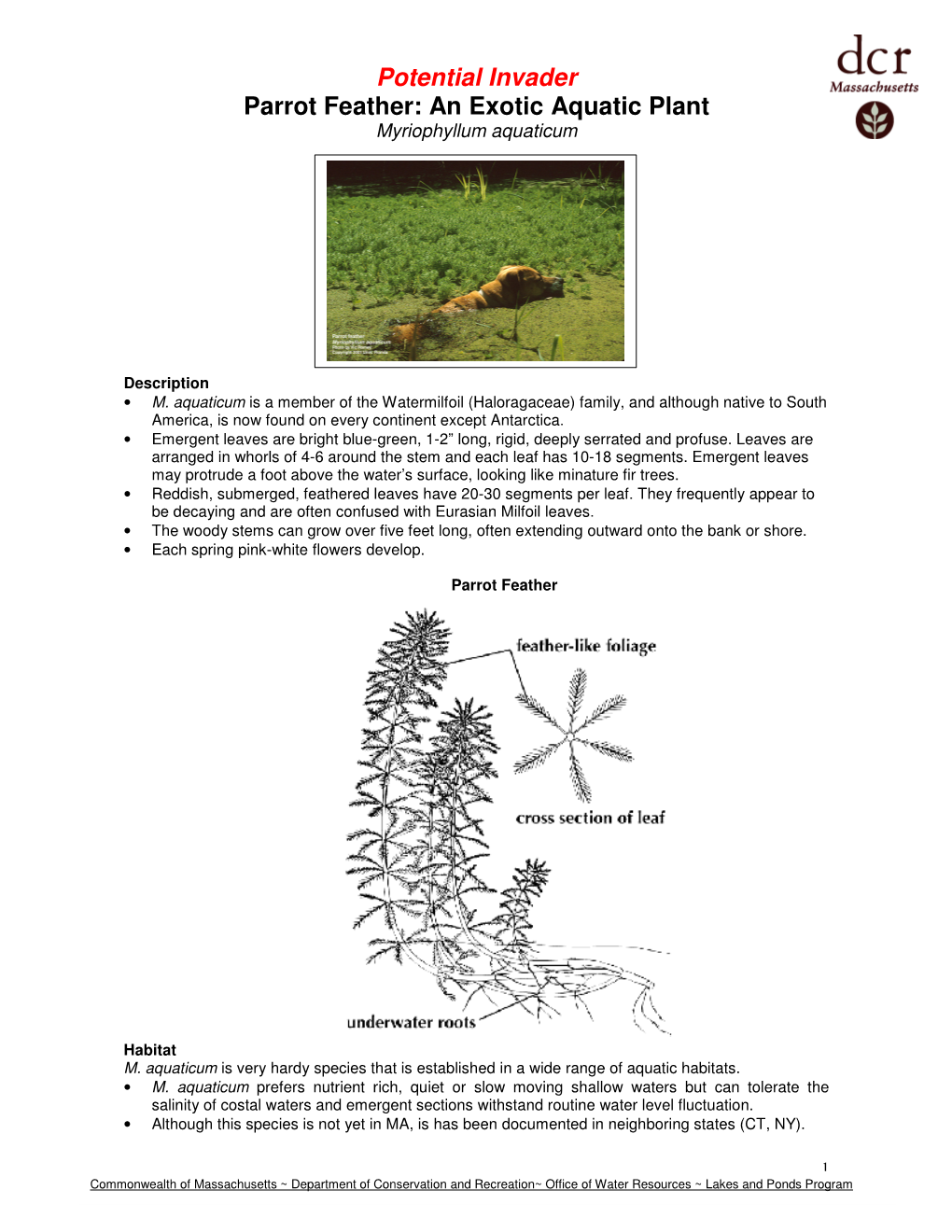 Potential Invader Parrot Feather: an Exotic Aquatic Plant Myriophyllum Aquaticum