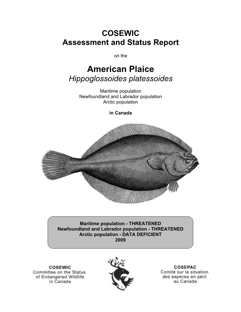 American Plaice Hippoglossoides Platessoides