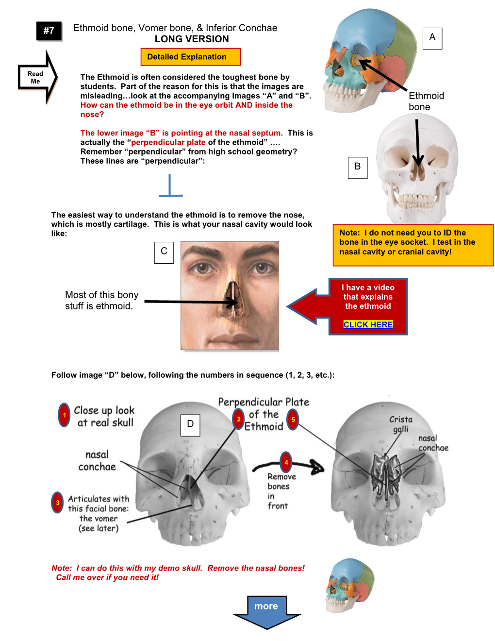 Ethmoid Bone, Vomer Bone, & Inferior Conchae LONG VERSION