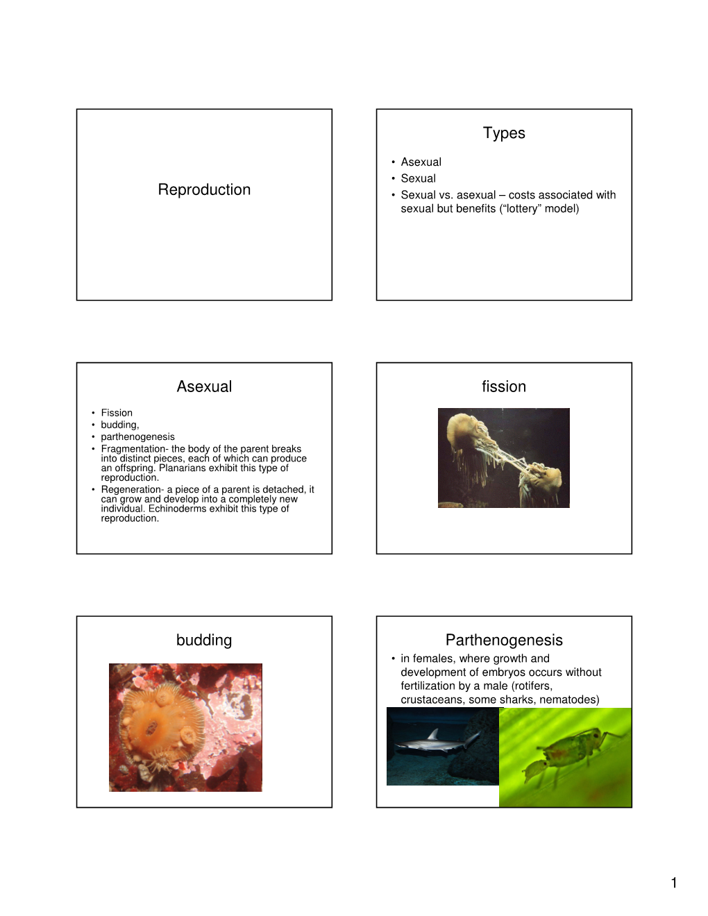 Reproduction Types Asexual Fission Budding Parthenogenesis