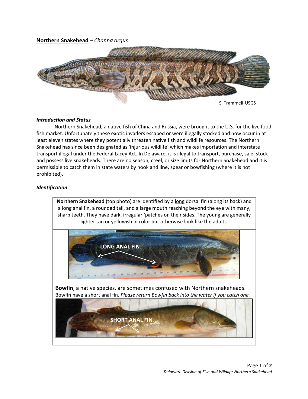 Northern Snakehead – Channa Argus