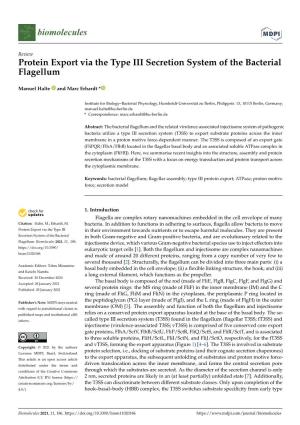 Protein Export Via the Type III Secretion System of the Bacterial Flagellum