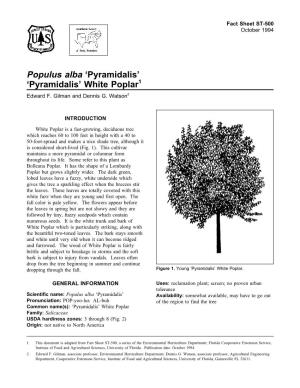 Populus Alba 'Pyramidalis'