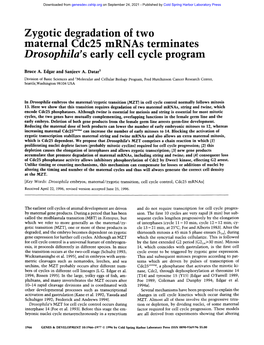 Drosophila's Early Cell Cycle Program