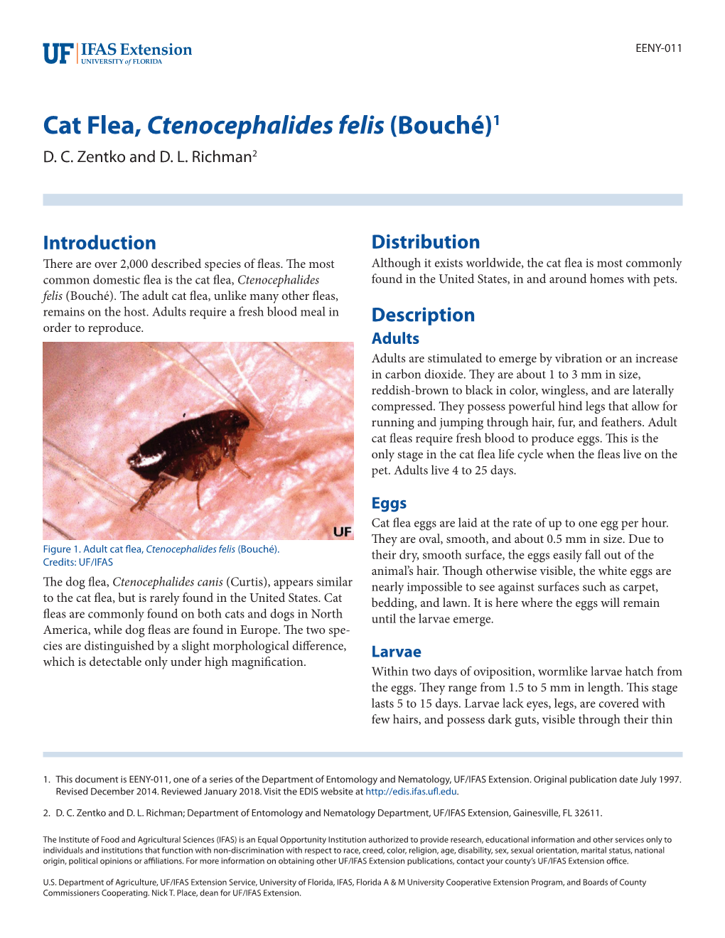 Cat Flea, Ctenocephalides Felis (Bouché)1 D