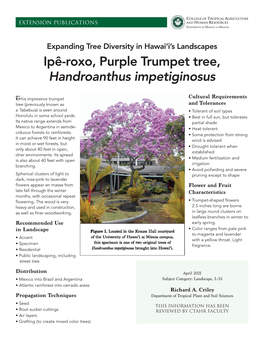 Ipê-Roxo, Purple Trumpet Tree, Handroanthus Impetiginosus