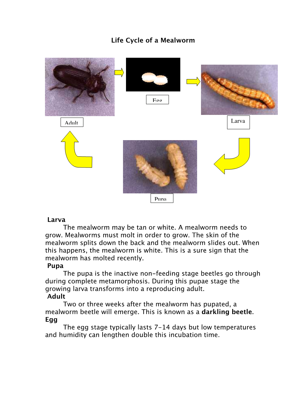 Life Cycle of a Mealworm