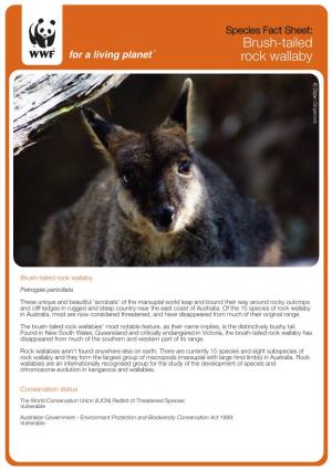 Brush-Tailed Rock Wallaby ©