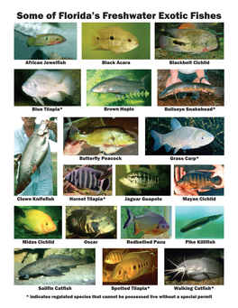 Some of Florida's Freshwater Exotic Fishes