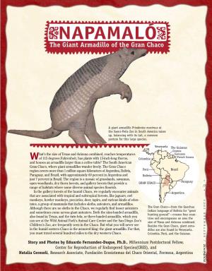 The Giant Armadillo of the Gran Chaco