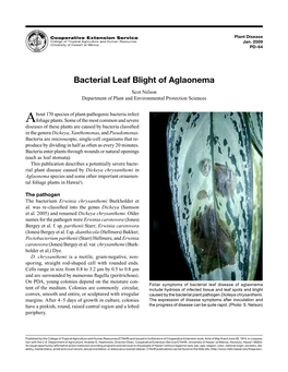 Bacterial Leaf Blight of Aglaonema