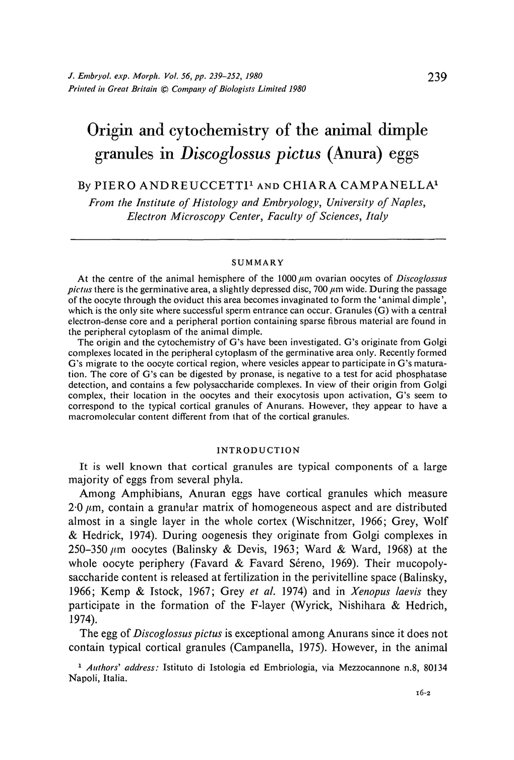 Origin and Cytochemistry of the Animal Dimple Granules in Discoglossus Pictus (Anura) Eggs