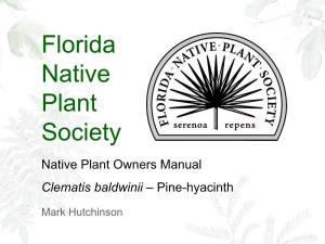 Native Plant Owners Manual Clematis Baldwinii – Pine-Hyacinth