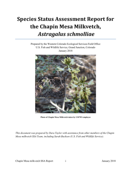 Species Status Assessment Report for the Chapin Mesa Milkvetch, Astragalus Schmolliae