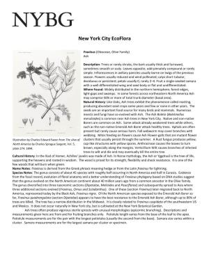 New York City Ecoflora Treatment of Fraxinus