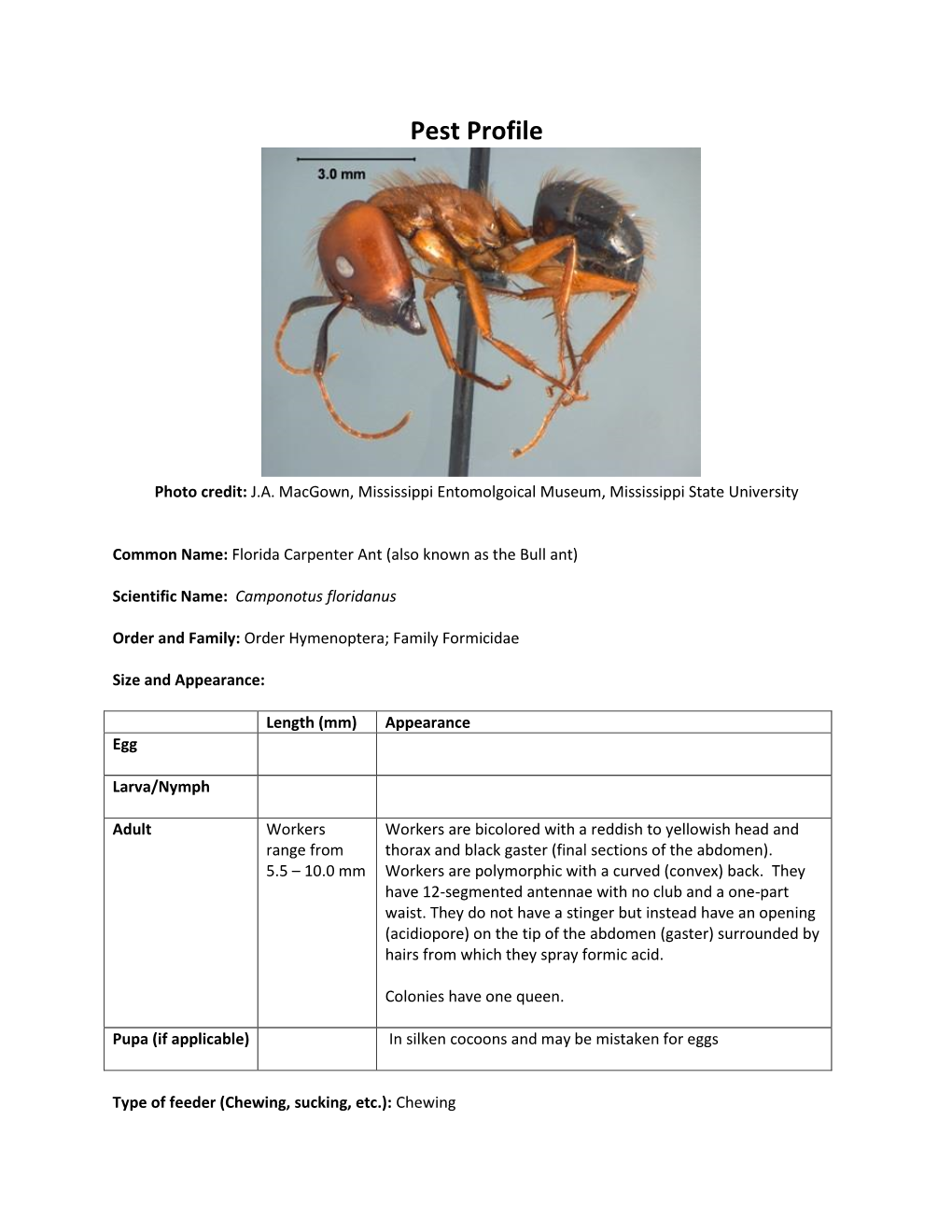 Florida Carpenter Ant (Also Known As the Bull Ant)