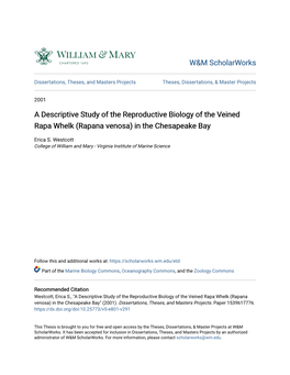 A Descriptive Study of the Reproductive Biology of the Veined Rapa Whelk (Rapana Venosa) in the Chesapeake Bay