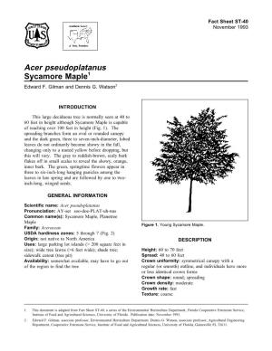 Acer Pseudoplatanus Sycamore Maple1 Edward F