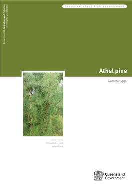 Athel Pine Risk Assessment