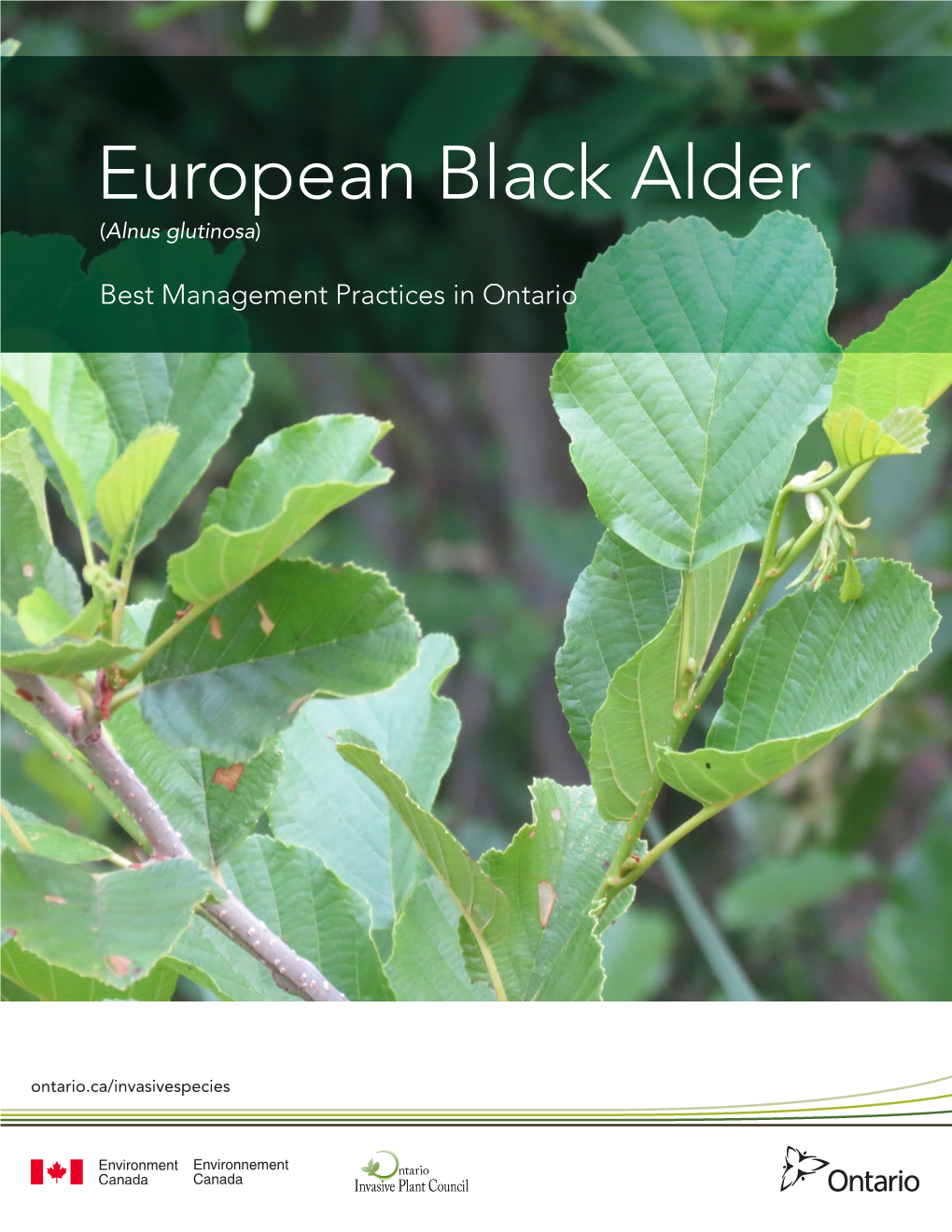 European Black Alder (Alnus Glutinosa)