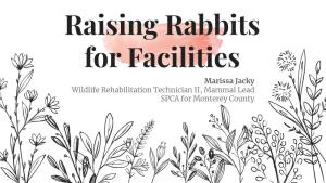 Raising Rabbits for Facilities