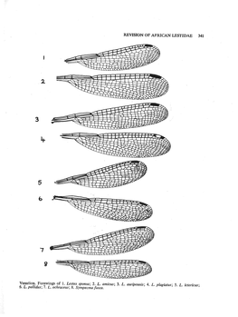 REVISION of AFRICAN LESTIDAE 341 Venation. Forewings of 1. Lestes Sponsa
