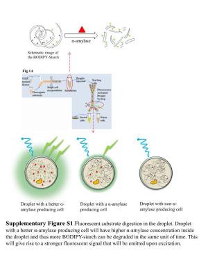Supplementary Figure S1 Fluorescent Substrate Digestion in the Droplet