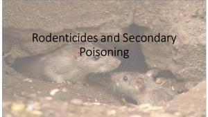 Rodenticides and Secondary Poisoning What Is a Rodenticide?