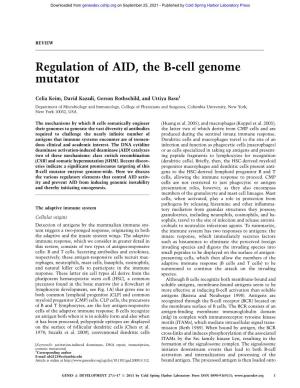 Regulation of AID, the B-Cell Genome Mutator