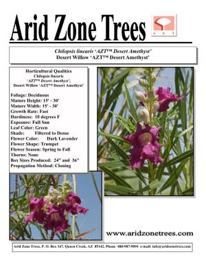 Chilopsis Linearis ‘AZT™ Desert Amethyst’ Desert Willow ‘AZT™ Desert Amethyst’