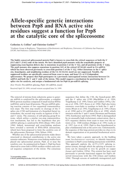 Allele-Specific Genetic Interactions Between Prp8 and RNA Active Site Residues Suggest a Function for Prp8 at the Catalytic Core of the Spliceosome