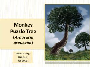Monkey Puzzle Tree (Araucaria Araucana)