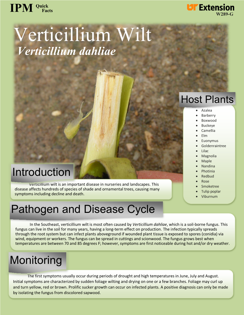 Verticillium Wilt