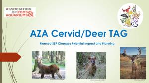 Potential Impact on the Deer