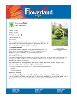 Flowerland Hornbeam Maple
