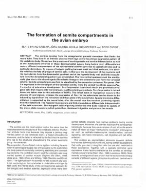 The Formation of Somite Compartments in the Avian Embryo