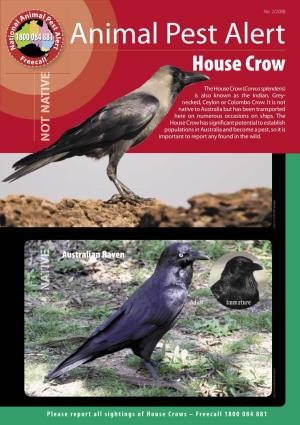 House Crow E V