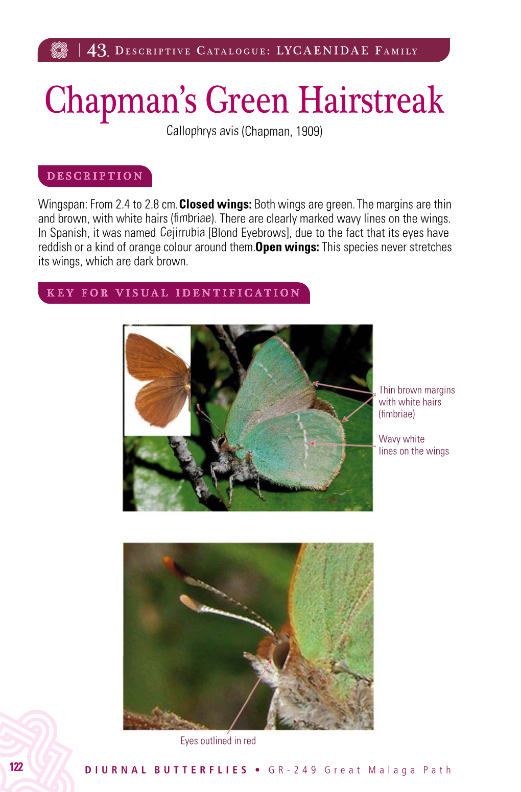 Chapman's Green Hairstreak